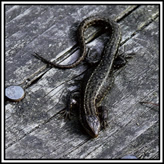 Lizard